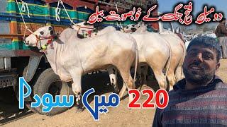 220k Mae soda Mandra mandi today ll Rawat ll 2024 latest update ll domail mandi   jamil tv