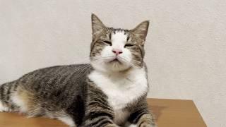 お父さんと会話を楽しむ猫