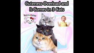 Cuteness Overload And It Comes in 3  Cats #Cuteness #overload #cutecats