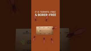 Plywood That Pays You Back — With a Money-Back Guarantee! | Premium Ply #termitefreeplywood