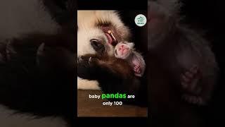 Panda's Are So Cute 