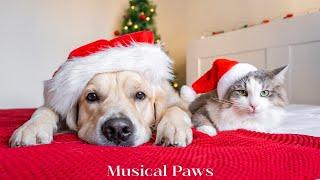 Christmas is CommingPeaceful Piano Music to Calm and Relax Cat & dog , Anti Anxiety for Dog & Cat