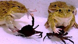 Live Feeding!! Bullfrog With Big Crab And Beetle