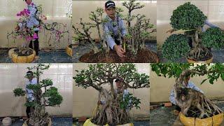 Bonsai Quang Vinh | 0948055921 | Nhiều Cây Đẹp Và Độc Đáo - Chiếu Thủy Rừng, Sộp Dáng Làng, MCT Cổ..