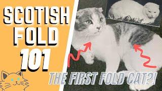 The Scottish Fold Cat 101 : Breed & Personality