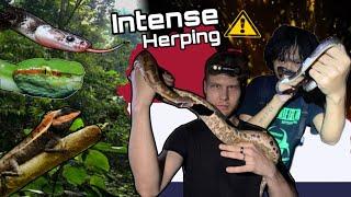 Herping vlog ep.15(part-2)| Searching Wagler pit vipers in Phuket️