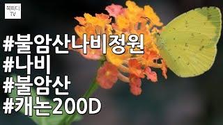 불암산나비정원(상계역,주말나들이,캐논200D,복피디TV)