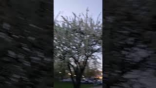 Почему похолодание во время цветения садов.)