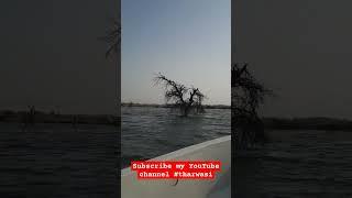 #tharwasi ٿرواسي