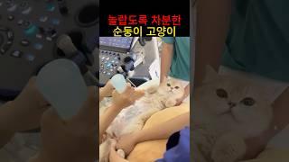 놀랍도록 차분한 순둥이 고양이의 초음파검사 결과