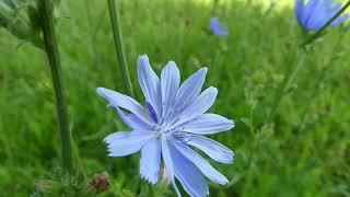 How to Identify Chicory