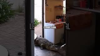 Woman lets a crocodile into her home  #wildlife