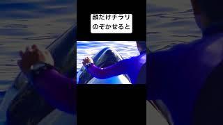 神戸須磨シーワールド　オルカパフォーマンス　シャチ