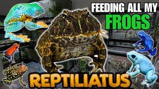 FEEDING MY PET FROGS! (Pacman frogs, Dart frogs, Tree frogs and more!)