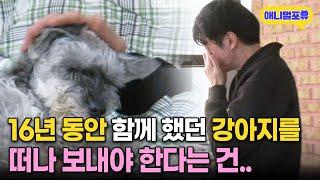16년 간 함께 했던 강아지 결국.. 감당 힘든 아빠의 반응 I KBS 반려동물극장 단짝 2015 방송