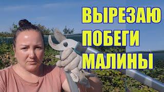 Вырезаю отплодоносившие побеги малины
