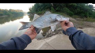 Mississippi River White Bass and Striped Bass Fishing