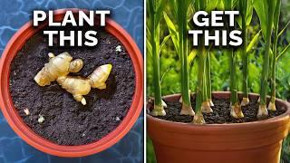 How to Grow Ginger in Containers And Get a Huge Harvest