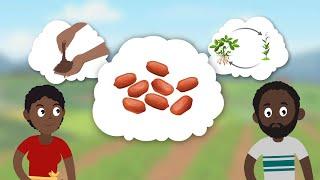 Groundnut: Good Agricultural Practices for Production in English (accent from USA)