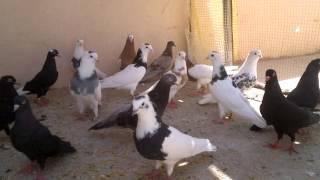 kurdish pigeon Hawler  kotr ako uk