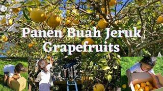 Panen Buah Jeruk Grapefruits || Petik Jeruk Dari Tree House. #panenbuah #panenbuahjeruk