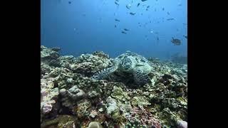 (Gili Trawangan, Indonesia) Turtle Point Scuba Diving with Turtles