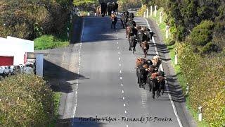 O Maneio do Gado Bravo Ganadaria Rego Botelho - Ilha Terceira, Açores