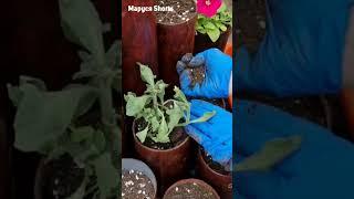 МУЖ В ШОКЕ ДЕЛАЮ КЛАССНЫЕ ВЕЩИ ИЗ МУСОРА@-MarusyaShorts-