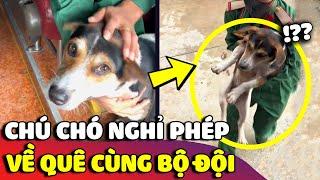 Chú chó bịn rịn 'CẦU XIN' được đi theo chú bộ đội để 'VỀ QUÊ' nghỉ phép  | Gâu Đần