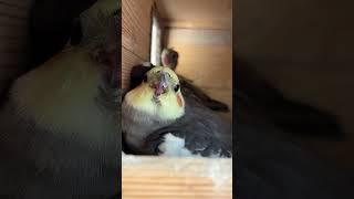 Angry Cockatiel and his Baby inside Nest