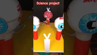 Eye working model for science project | #scienceproject #project