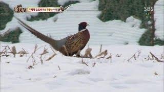 우체국 오토바이를 뒤쫓는 야생 꿩 @TV동물농장 140202