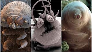 Incredible Electron Microscope Images