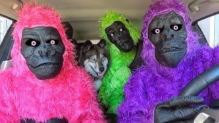 Funny Gorillas Surprise Kakoa with Car Ride Chases!