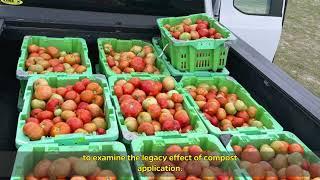 Impact of Integrated Nutrient Management on Organic Tomato Production in High Tunnels