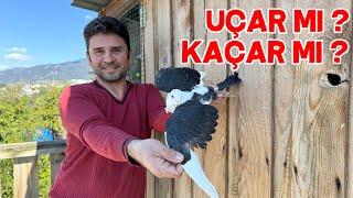 I Spread the Wings of the Gift Pigeon, The Keşpir Brothers Got Used to the Nest