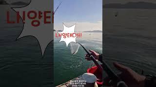 #fishing  #낚시 #카고 #감성돔 #창원 #마산 #원전 #호야피싱 #호야호