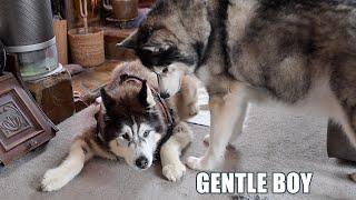 Husky Being Gentle With Best Friend After Surgery!