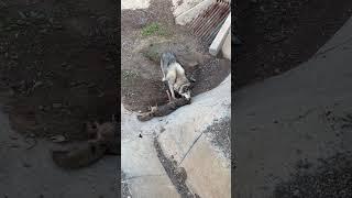 Alaskan Malamute kills coyote by breaking its neck!