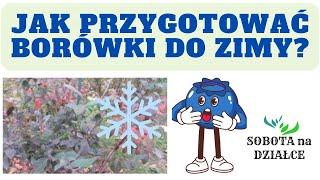 Jak przygotować borówki do zimy?