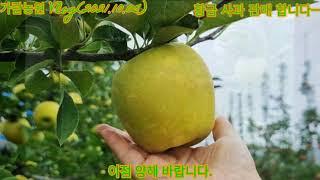 황금 사과 판매 합니다.(거창 가람 농원)