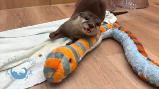 Otter Tororo Protects Little Brother From Snake