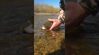 The First Rainbow Trout I Have Caught on a Fly Rod #flyfishing #shorts