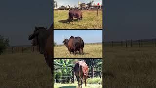  RED SINDHI CATTLE BREED  Biggest Bulls And Cow  #bulls #nelore #redsindhicow