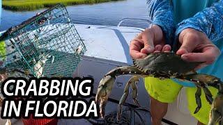 Catching Blue Crab in Florida! #Bluecrab #seafood