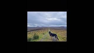 Cnoc Udais (TV transmitters) above Muir of Ord #cnocudais #walkhighlands #germanshepherddog 19.11.23