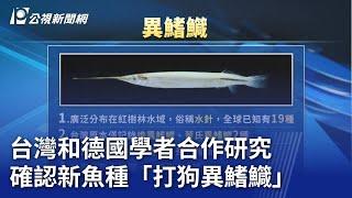 台灣和德國學者合作研究 確認新魚種「打狗異鰭鱵」｜20250302 公視晚間新聞