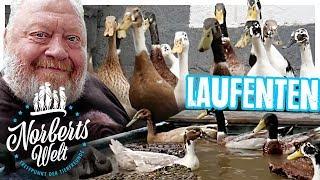 LANGGEZOGENES TIER? | Die LAUFENTE müsst ihr sehen!  | NORBERTS WELT | Zoo Zajac