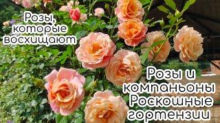 Розы и компаньоны. Роскошные гортензии