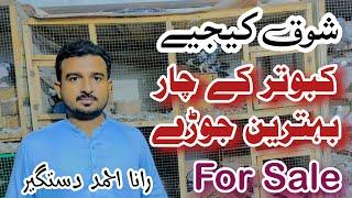 4 Pigeon's Pairs For Sale | Rana Ahmad Dastgeer